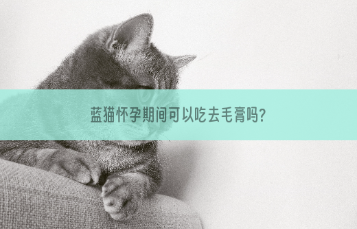 蓝猫怀孕期间可以吃去毛膏吗?