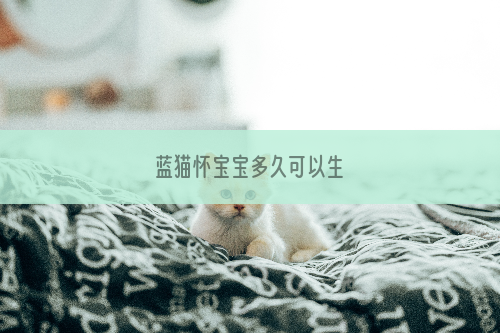 蓝猫怀宝宝多久可以生