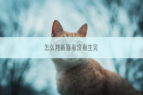 怎么判断猫有没有生完