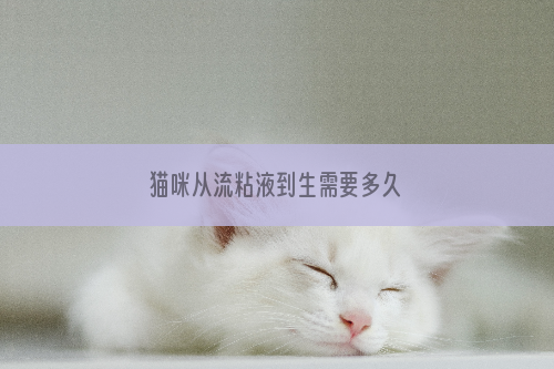 猫咪从流粘液到生需要多久