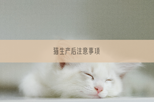 猫生产后注意事项