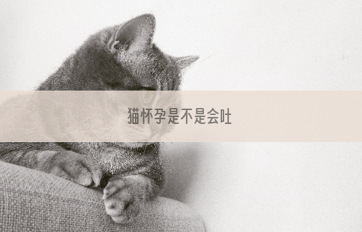 猫怀孕是不是会吐