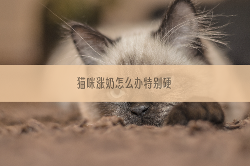 猫咪涨奶怎么办特别硬