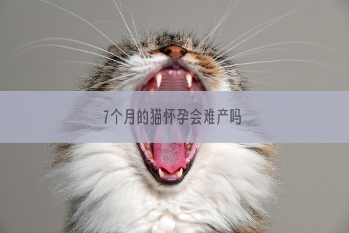 7个月的猫怀孕会难产吗