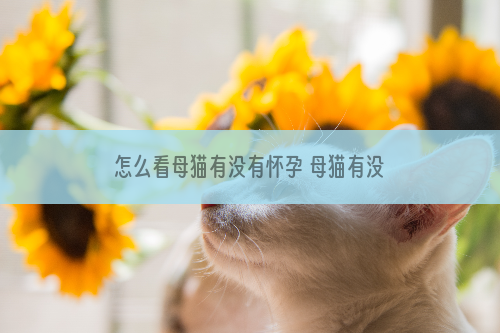 怎么看母猫有没有怀孕 母猫有没有怀孕怎么看出来