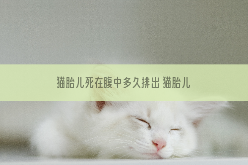 猫胎儿死在腹中多久排出 猫胎儿死在腹中多久排出来?