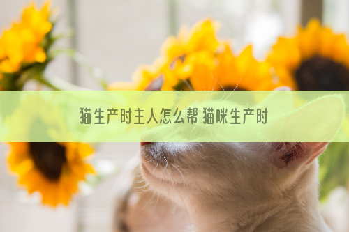 猫生产时主人怎么帮 猫咪生产时铲屎官要做什么