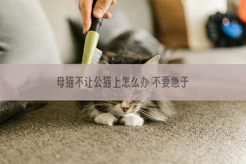 母猫不让公猫上怎么办 不要急于求成