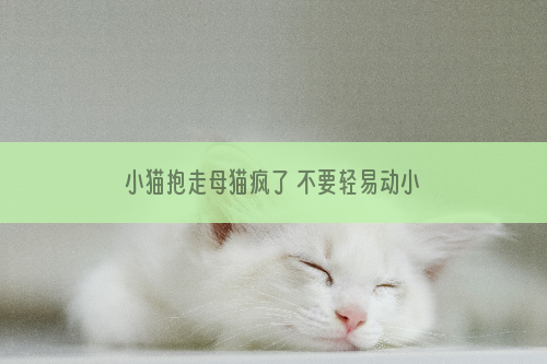 小猫抱走母猫疯了 不要轻易动小奶猫！