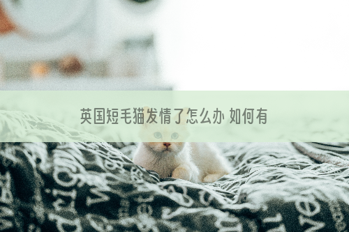 英国短毛猫发情了怎么办 如何有效杜绝扰民