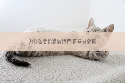 为什么要给猫做绝育 这些好处你绝对不知道！