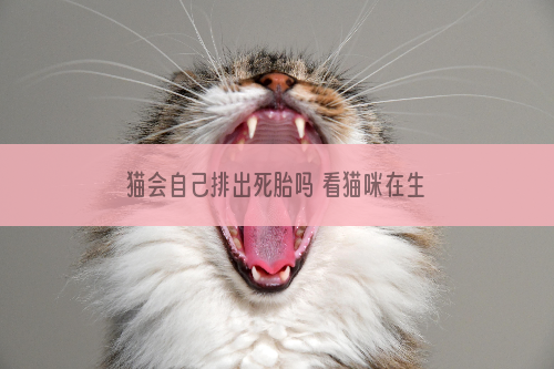 猫会自己排出死胎吗 看猫咪在生产过程中的情况分析一下吧