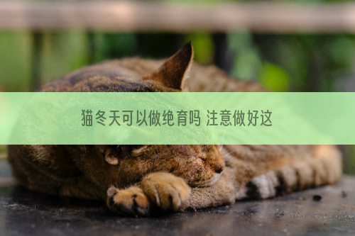 猫冬天可以做绝育吗 注意做好这些注意事项！