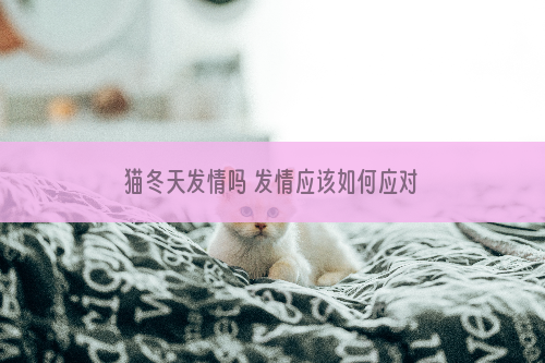 猫冬天发情吗 发情应该如何应对？