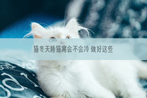 猫冬天睡猫窝会不会冷 做好这些保暖措施