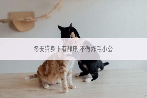 冬天猫身上有静电 不做炸毛小公举