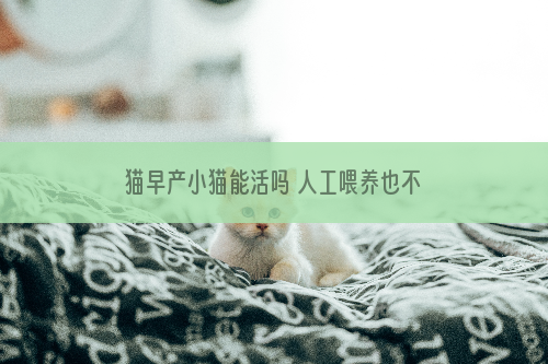 猫早产小猫能活吗 人工喂养也不比母乳差哦！