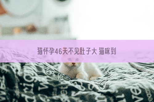 猫怀孕46天不见肚子大 猫咪到底怀没怀孕？