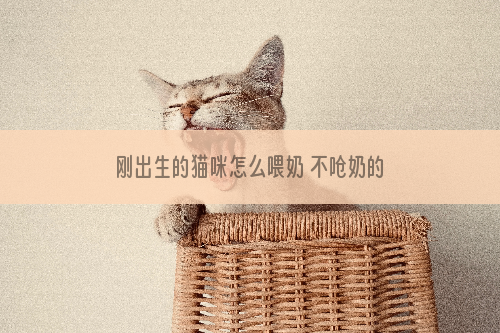 刚出生的猫咪怎么喂奶 不呛奶的正确喂奶姿势