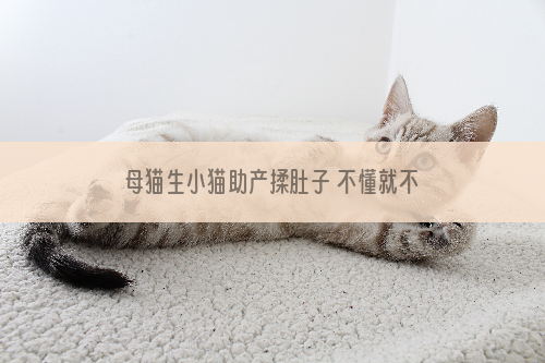 母猫生小猫助产揉肚子 不懂就不要随便做了！