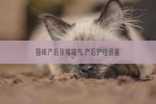 猫咪产后张嘴喘气 产后护理很重要！