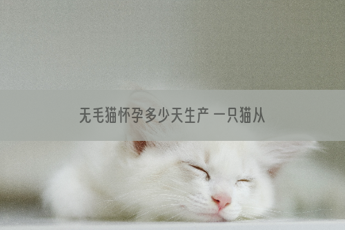 无毛猫怀孕多少天生产 一只猫从怀孕到出生需要多久