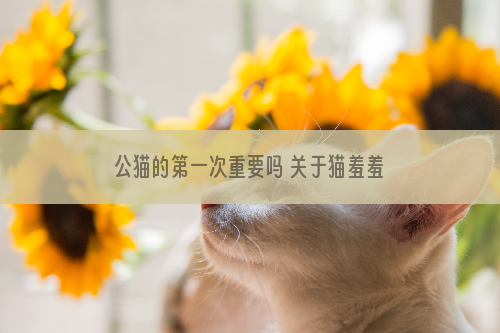 公猫的第一次重要吗 关于猫羞羞的那些事