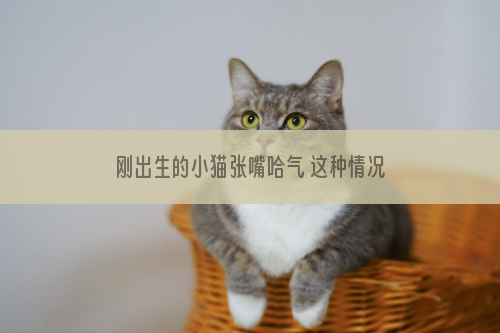 刚出生的小猫张嘴哈气 这种情况千万别忽视