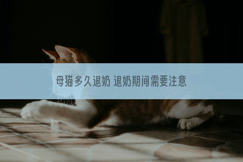 母猫多久退奶 退奶期间需要注意什么