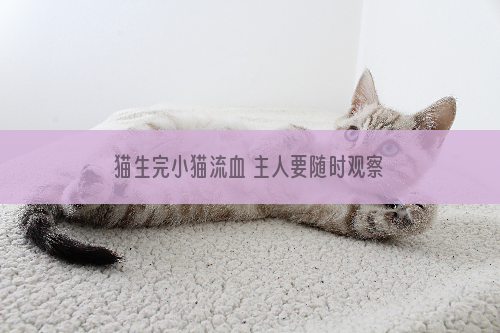 猫生完小猫流血 主人要随时观察猫咪情况