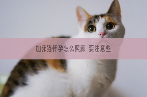 加菲猫怀孕怎么照顾  要注意些什么
