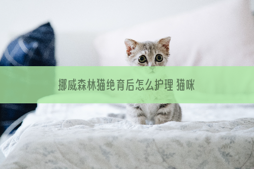 挪威森林猫绝育后怎么护理 猫咪绝育后怎么照顾