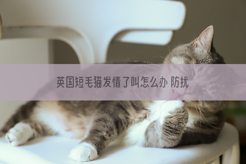 英国短毛猫发情了叫怎么办 防扰民攻略