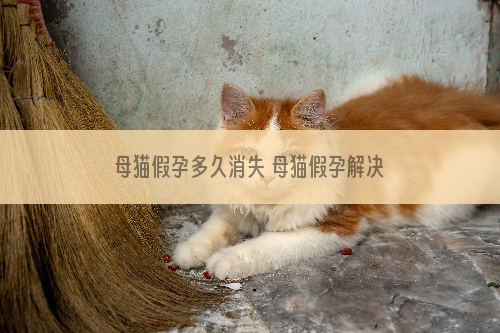 母猫假孕多久消失 母猫假孕解决办法