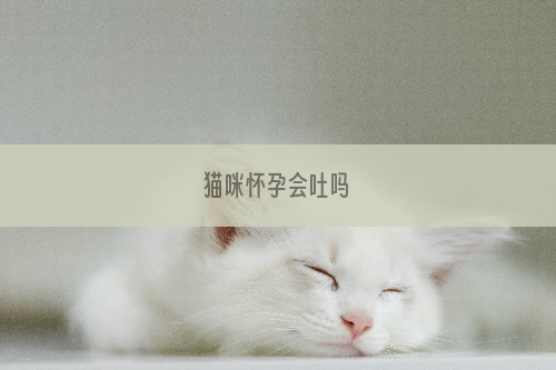 猫咪怀孕会吐吗