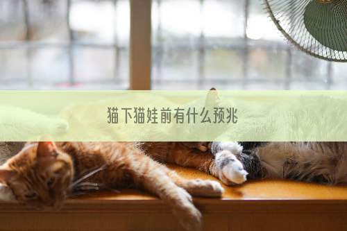 猫下猫娃前有什么预兆