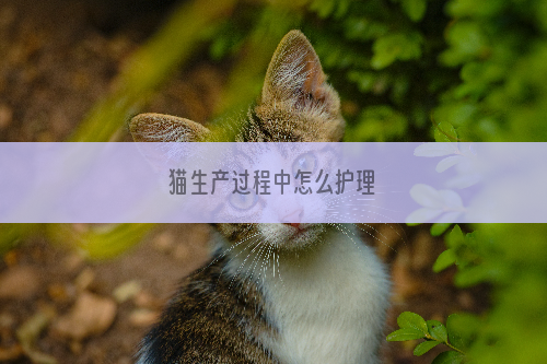 猫生产过程中怎么护理