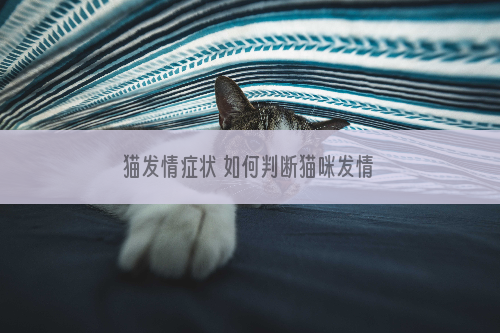 猫发情症状 如何判断猫咪发情