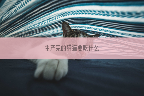 生产完的猫猫要吃什么