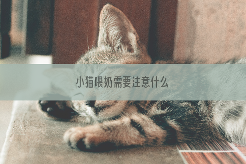 小猫喂奶需要注意什么