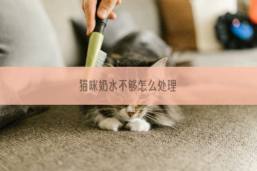 猫咪奶水不够怎么处理