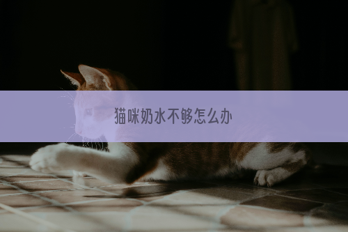 猫咪奶水不够怎么办