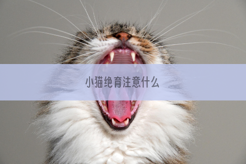 小猫绝育注意什么