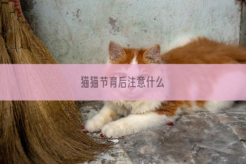 猫猫节育后注意什么