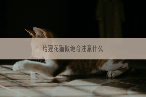 给狸花猫做绝育注意什么