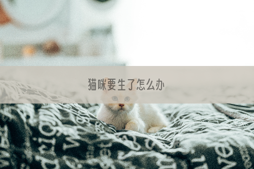 猫咪要生了怎么办