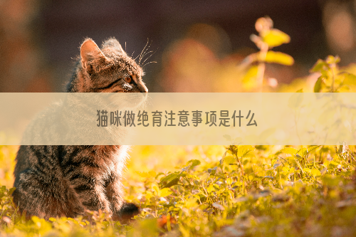 猫咪做绝育注意事项是什么