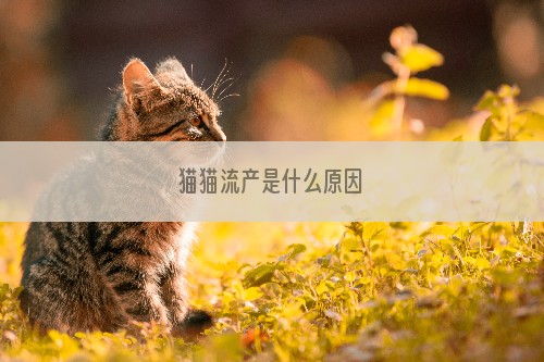 猫猫流产是什么原因
