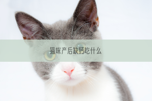 猫咪产后缺钙吃什么