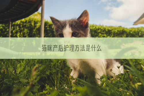猫咪产后护理方法是什么